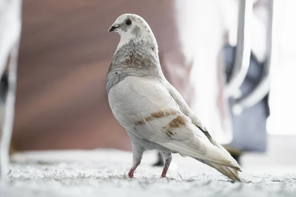 Foto Una Paloma Color Blanco Casa Alfombra — Foto de Stock