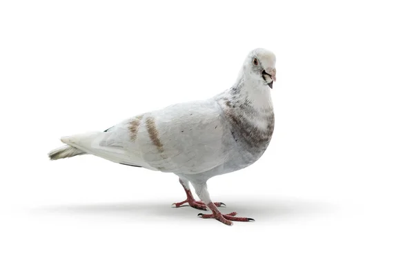 白い背景に隔離された白い鳩 — ストック写真