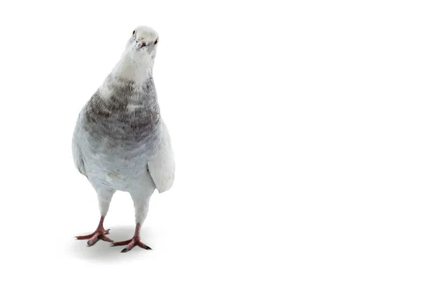 Pombo Branco Isolado Sobre Fundo Branco — Fotografia de Stock