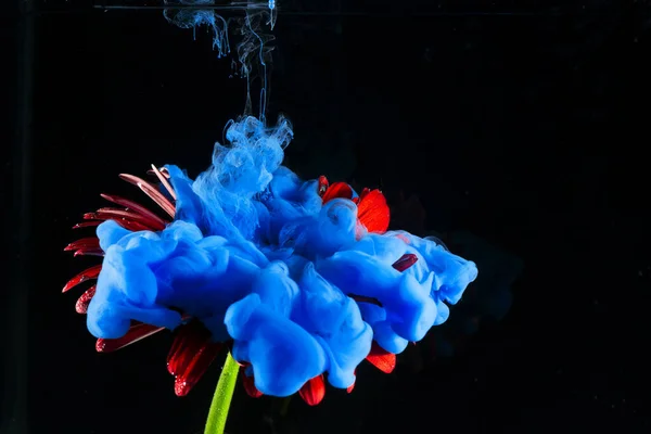 Červené Barvy Gerbera Daisy Květiny Černém Pozadí Modré Barvy Akrylové — Stock fotografie