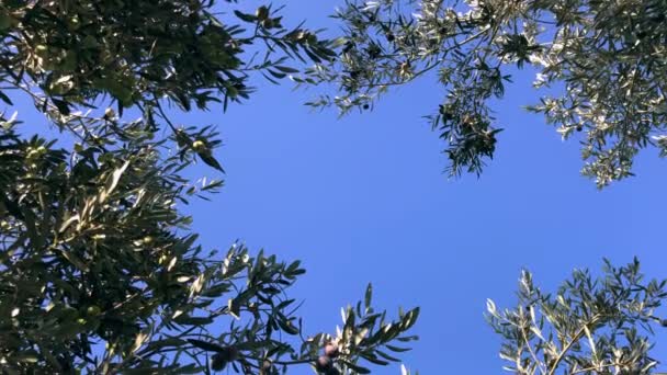 Větve Olivovníku Olivami Něm Pozadí Modré Oblohy — Stock video