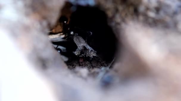 蟻塚の入り口 アリは働いていて物を運んでいます — ストック動画