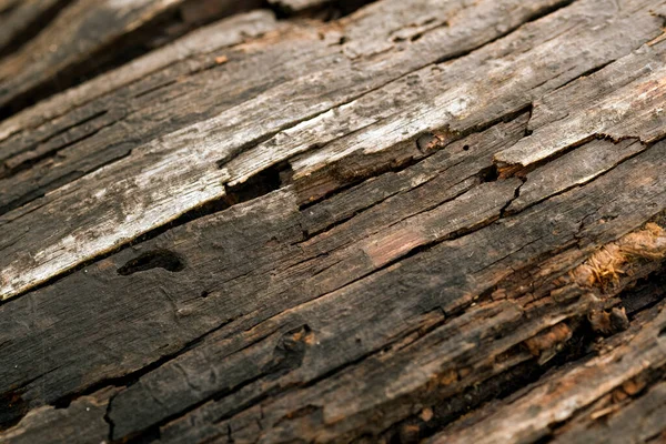 Brutna Träd Texturerad Bakgrund Naturen — Stockfoto