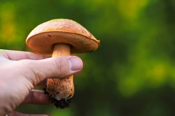 Primer Plano Hongo Tóxico Naturaleza Fondo Verde Que Sostiene Con — Foto de Stock