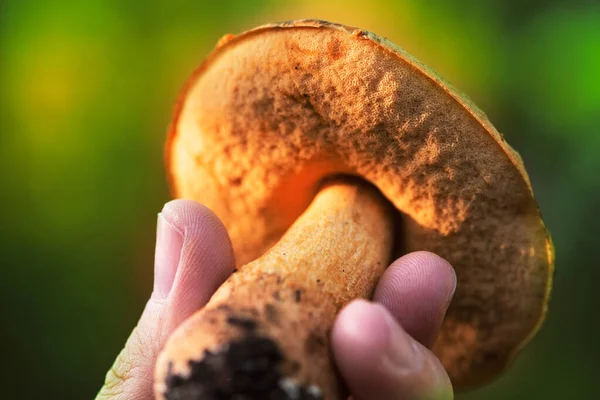 Close Tiro Cogumelo Tóxico Natureza Fundo Verde Segurando Com Mão — Fotografia de Stock