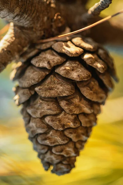 Närbild Skott Kon Grenen — Stockfoto