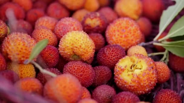 Συλλογή Κόκκινου Χρώματος Άγριες Φράουλες Ένα Κόκκινο Καλάθι Στη Φύση — Αρχείο Βίντεο