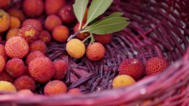 Kırmızı renkli yabani çilekleri doğada kırmızı bir sepete toplayan kadın..