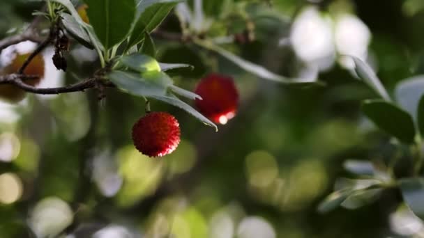 两个野生草莓在自然界树枝上的特写镜头 — 图库视频影像
