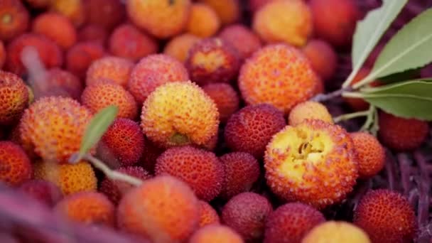 Rood Gekleurde Wilde Aardbeien Verzamelen Een Rode Mand Natuur — Stockvideo