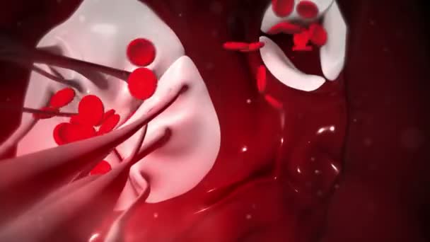 Questo Video Mostra Valvole Cardiache Che Pompano Sangue — Video Stock