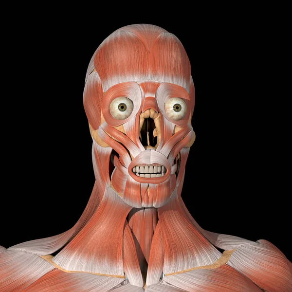 This is a 3d illustration of the Facial Muscles front view