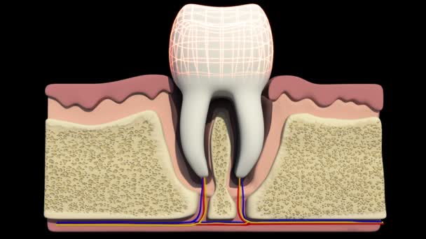 Dieses Video Zeigt Die Innere Anatomie Des Zahnes — Stockvideo