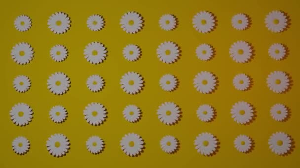 Loop Daisies Cartoon Background — Stock Video