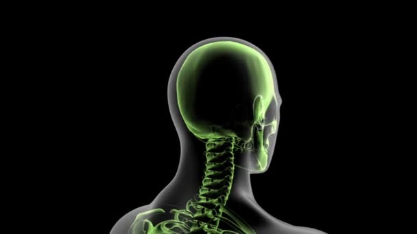 Video Shows Human Head Highlighted Skull Rotate — Stock Video