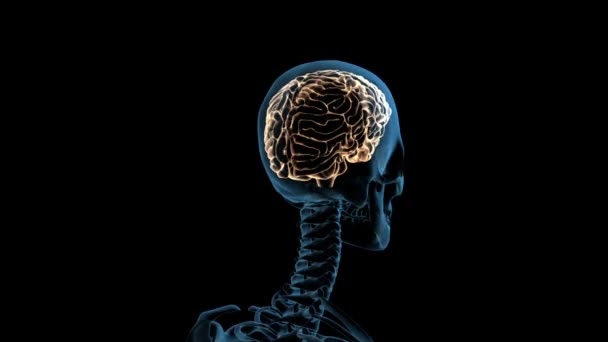 Questo Video Mostra Cranio Umano Rotante Con Cervello Evidenziato — Video Stock