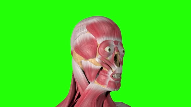 Video Shows Zygomatic Major Muscles — Stock Video