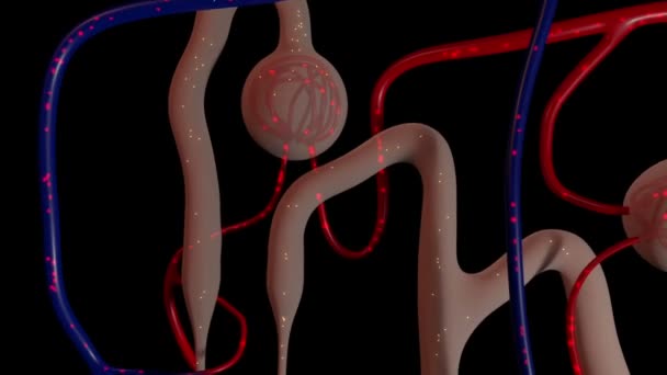 Este Vídeo Mostra Fluxo Sanguíneo Coronariano — Vídeo de Stock