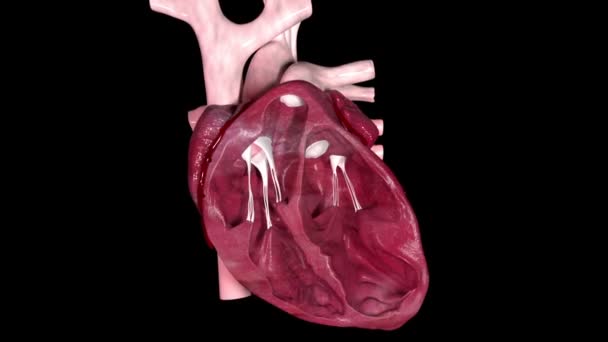 Video Shows Functioning Heart Valves — ストック動画