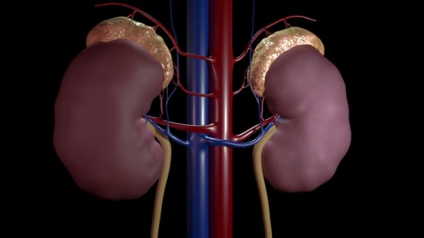 Video Shows Polycystic Kidney Disease — Stok video