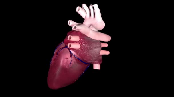 Este Video Muestra Una Rotación Del Corazón Latiendo — Vídeos de Stock