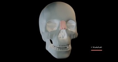 This 3d video shows the human skull with all parts labeled