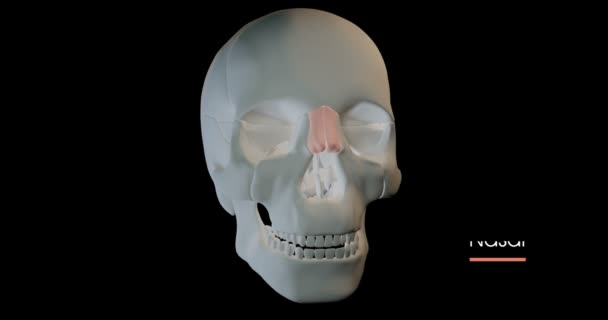 Video Shows Human Skull All Parts Labeled — Stockvideo