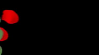 Bunlar 3 farklı kırmızı gül geçişi.