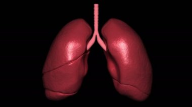 Bu video 3D ciğerlerin nefes alışını gösteriyor.
