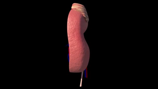 Kidney Model — Stockvideo