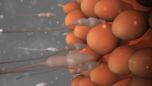 Video Shows Spermatozoa Reaching Egg — Stock Video