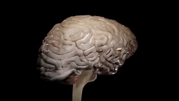 Видео Показывает Вращающийся Мозг Электрической Активностью — стоковое видео