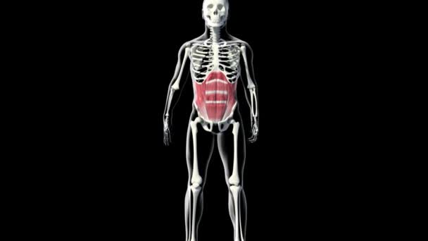 Este Vídeo Mostra Músculos Abdominais — Vídeo de Stock