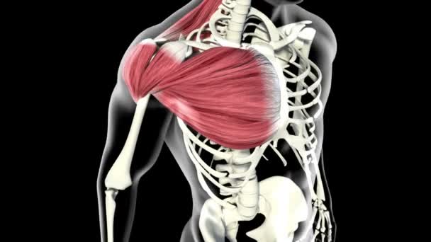 Este Vídeo Mostra Músculo Deltoid — Vídeo de Stock