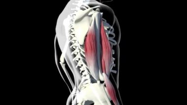 Bu video Triceps kaslarını gösteriyor.