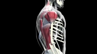 Bu video trapezius kaslarını gösteriyor.