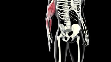 Bu video ön kol kaslarını gösteriyor.