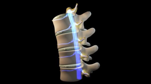 Este Video Muestra Movimiento Del Segmento Spine — Vídeo de stock