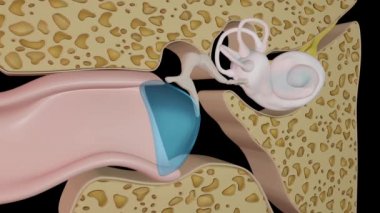 Bu video iç kulak anatomisini gösteriyor.