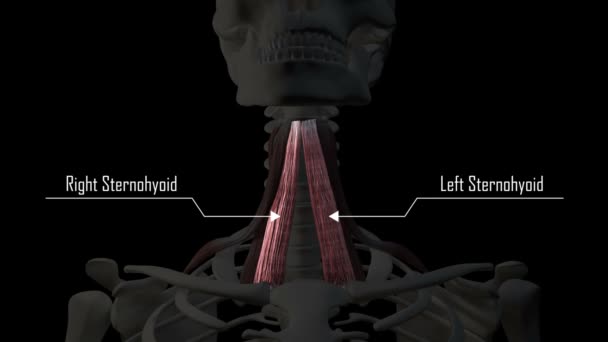 Este Vídeo Mostra Músculos Infrahyoid Neck — Vídeo de Stock