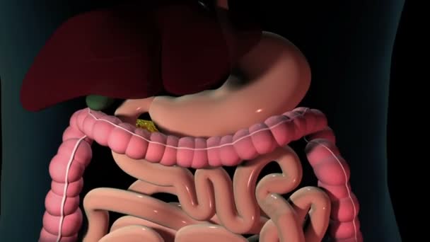 Questo Video Mostra Pancreas — Video Stock