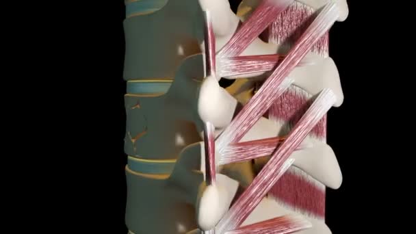 このビデオは脊椎形成の手順を示しています — ストック動画