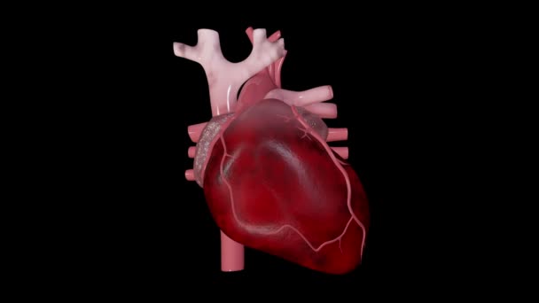 Video Ini Menunjukkan Bradycardia — Stok Video