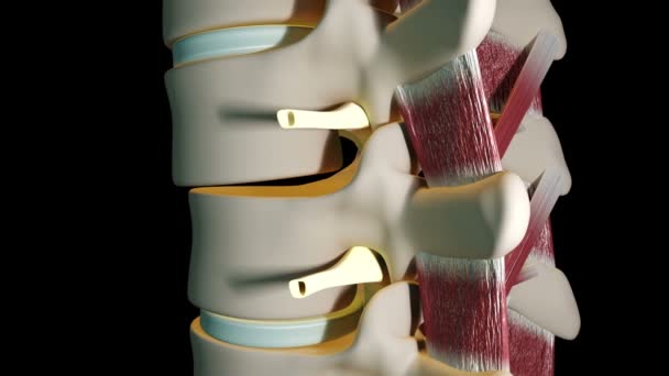 このビデオは脊椎損傷治療を示しています — ストック動画
