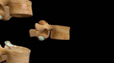 Bu 3 boyutlu video, Lumbar omurlarının anatomisi etiketli