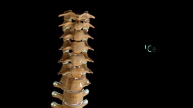 Bu 3D video omurga anatomisi etiketli 