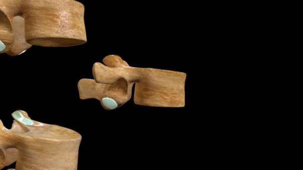 Cette vidéo 3D montre l'anatomie des vertèbres lombaires étiquetée 