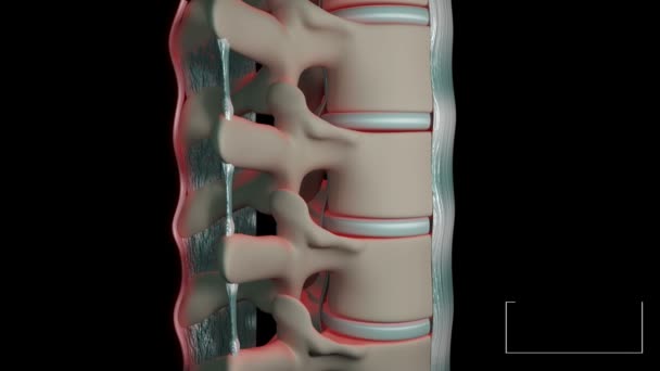 このビデオは脊柱の靭帯を示しています — ストック動画