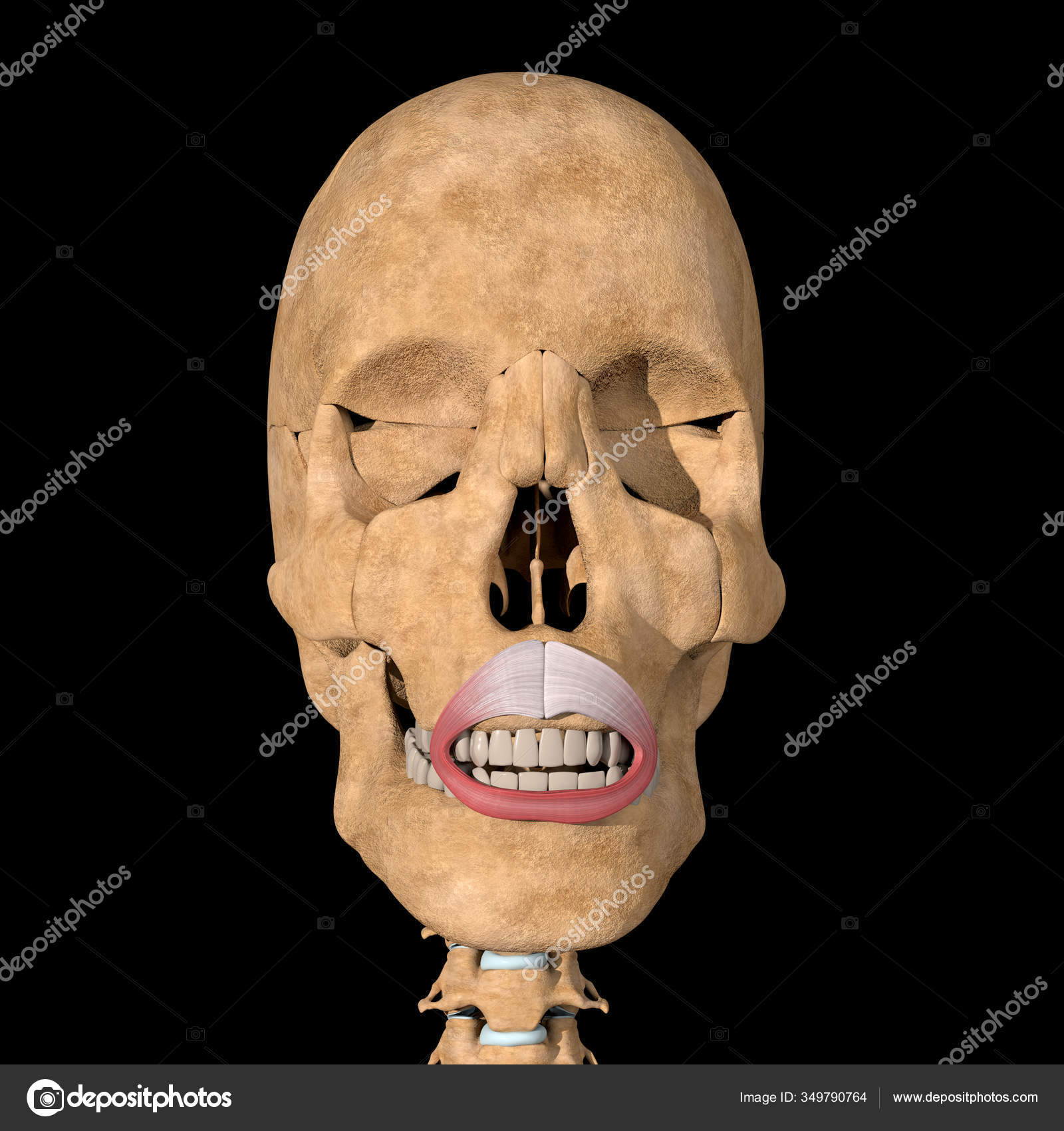 Understanding the Orbicularis Oris Muscle: Movements, Functions, and  Importance | TikTok, image size:1600x1700