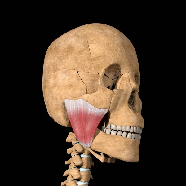 Illustration Masseter Muscles — Stock Photo, Image